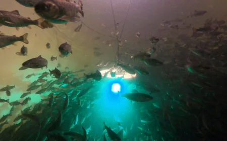 Salmon exposed to cocaine swim almost twice as far, study shows