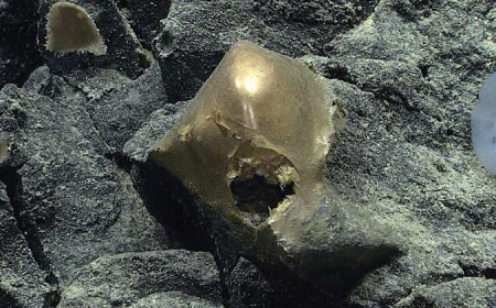 Mysterious "golden orb" found in deep sea in 2023 is finally identified
