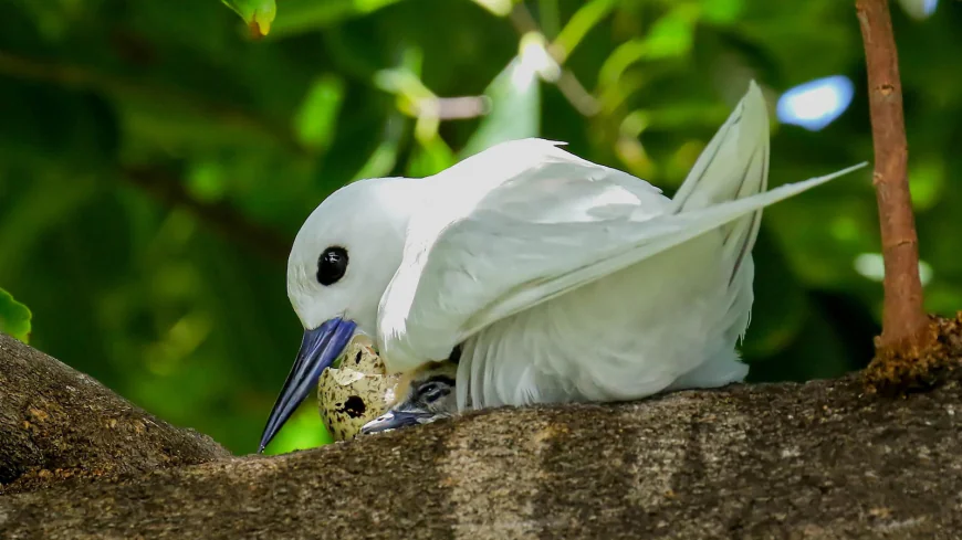 How a seabird native to Hawaii has adapted to life in Honolulu's concrete jungle