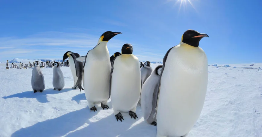 Emperor penguins listed as endangered species