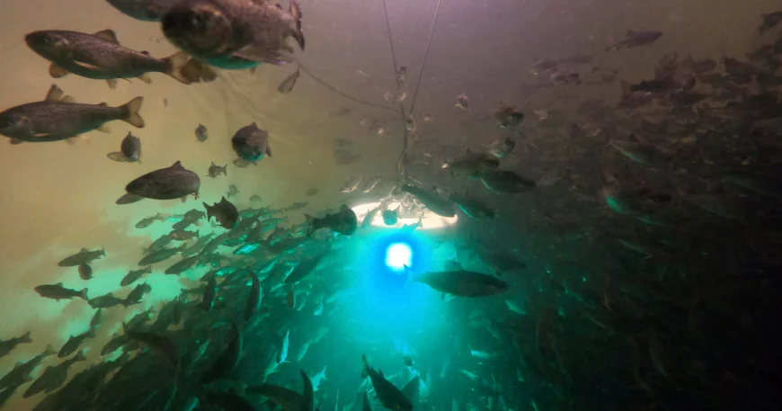 Salmon exposed to cocaine swim almost twice as far, study shows