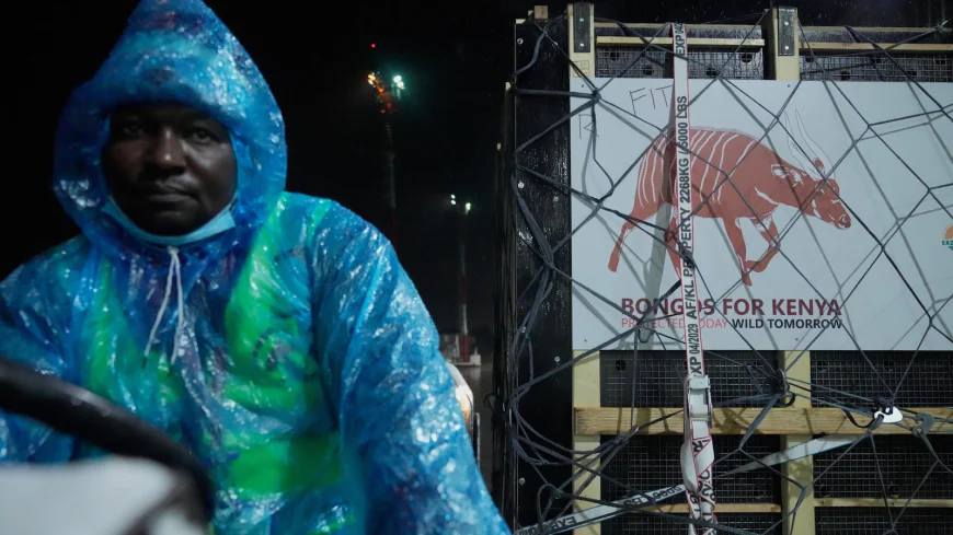 Critically endangered antelopes return to Kenya from Czech zoo