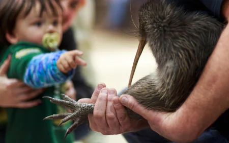 A citizen campaign returns iconic kiwi birds to New Zealand's capital after a century-long absence