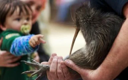 A citizen campaign returns iconic kiwi birds to New Zealand's capital after a century-long absence