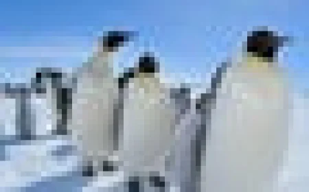 Emperor penguins listed as endangered species